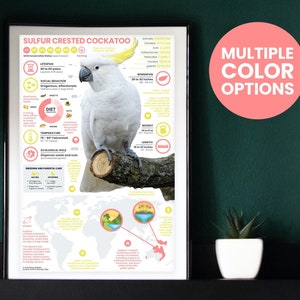 Póster de cacatúa de cresta de azufre / Impresión de loro / Infografía de fauna silvestre / Educación para la conservación (28 x 43 cm)