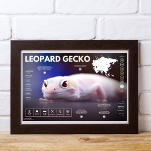 Póster de gecko leopardo / Impresión infográfica moderna sobre fauna silvestre / Educación para la conservación (28 x 43 cm)