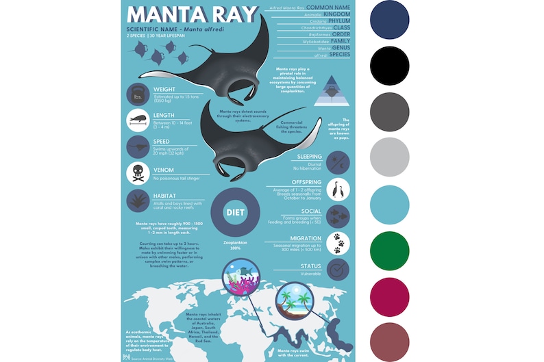 Manta Ray Print | Exotic Animal Infographic Poster Ft. Original Digital