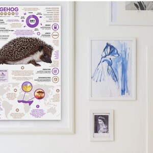 K&ouml;nnte beinhalten: Ein farbenfrohes Infografik-Poster &uuml;ber Igel. Das Poster enth&auml;lt ein Foto eines Igels, eine Weltkarte, die zeigt, wo Igel leben, sowie Informationen &uuml;ber ihre Ern&auml;hrung, Lebensdauer und ihren Lebensraum.