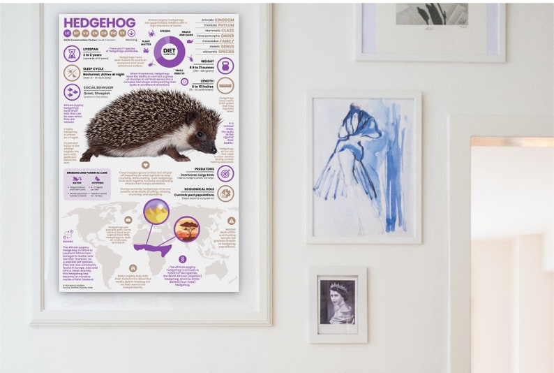 K&ouml;nnte beinhalten: Ein farbenfrohes Infografik-Poster &uuml;ber Igel. Das Poster enth&auml;lt ein Foto eines Igels, eine Weltkarte, die zeigt, wo Igel leben, sowie Informationen &uuml;ber ihre Ern&auml;hrung, Lebensdauer und ihren Lebensraum.