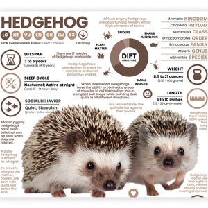 May include: A colorful infographic about hedgehogs, with two hedgehogs in the center. The infographic includes information about their diet, lifespan, weight, length, and classification. The text "HEDGEHOG" is at the top of the infographic.