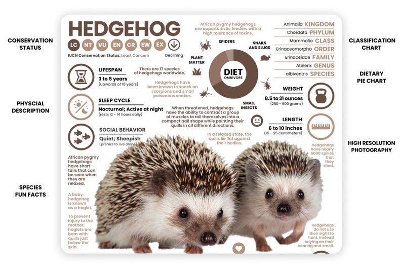 May include: A colorful infographic about hedgehogs, with two hedgehogs in the center. The infographic includes information about their diet, lifespan, weight, length, and classification. The text "HEDGEHOG" is at the top of the infographic.