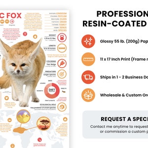 May include: A professional, glossy, resin-coated print of a Fennec Fox, a small desert fox with large ears. The print is 11 x 17 inches and includes information about the animal's lifespan, habitat, diet, and ecological role. The print is available for purchase and ships in 1-2 business days.
