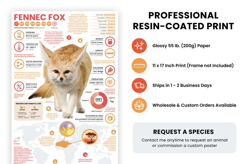 May include: A professional, glossy, resin-coated print of a Fennec Fox, a small desert fox with large ears. The print is 11 x 17 inches and includes information about the animal's lifespan, habitat, diet, and ecological role. The print is available for purchase and ships in 1-2 business days.