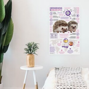 May include: A colorful educational poster about hedgehogs. The poster features a world map with highlighted areas where hedgehogs are found, a close-up image of two hedgehogs, and text about their diet, habitat, and other interesting facts.