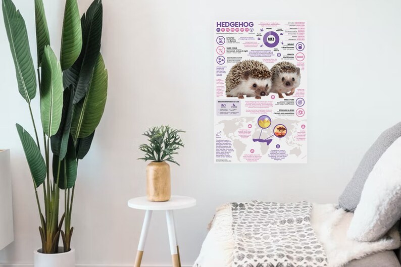 May include: A colorful educational poster about hedgehogs. The poster features a world map with highlighted areas where hedgehogs are found, a close-up image of two hedgehogs, and text about their diet, habitat, and other interesting facts.