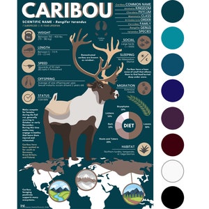 Impresión de caribú (reno) / Póster infográfico de animales exóticos con obra de arte digital original [28 x 43 cm]