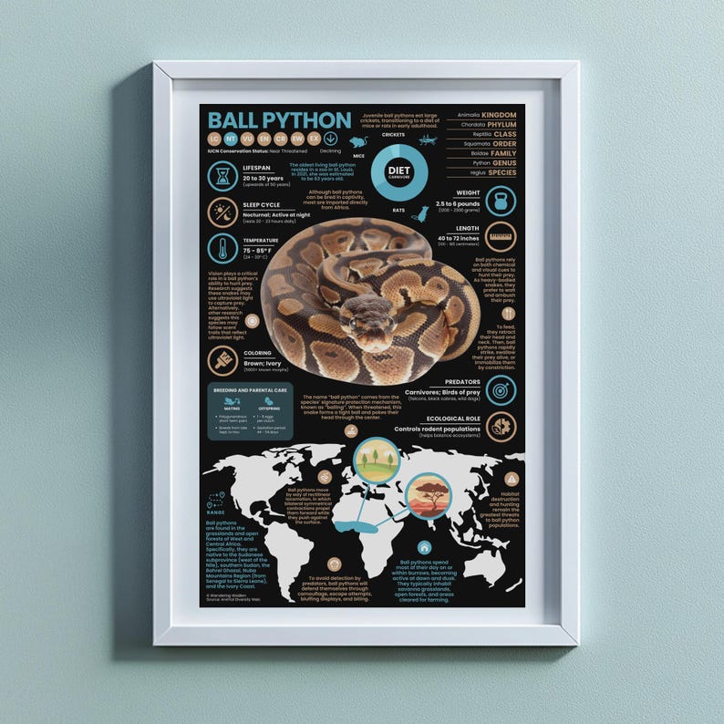 Ball Python Poster | 11" X 17" Animal Infographic Print - Etsy