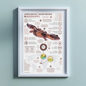 Póster de gecko africano de cola gorda / Impresión infográfica de animales de 11" x 17"
