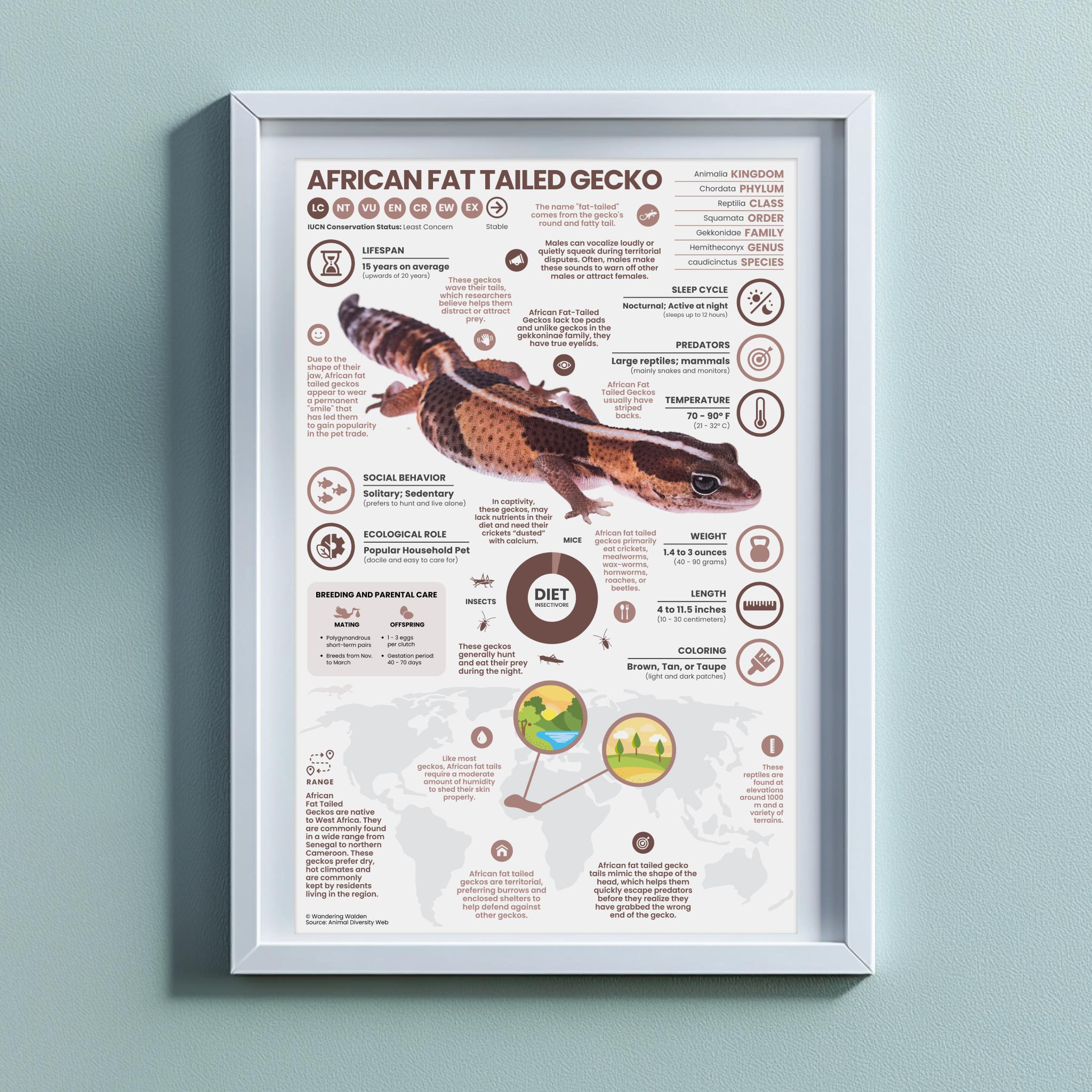 African Fat Tailed Gecko Poster |  11" x 17" Animal Infographic Print