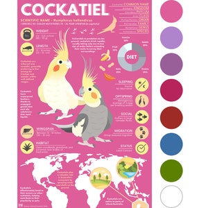 Impresión de cacatúa / Póster infográfico de animales exóticos con obra de arte digital original [28 x 43 cm]