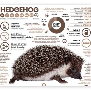K&ouml;nnte beinhalten: Ein braunes und wei&szlig;es Igel mit einem stacheligen Fell. Der Igel ist in einer Abwehrhaltung zusammengerollt. Die Infografik enth&auml;lt Informationen &uuml;ber die Ern&auml;hrung des Igels, seine Lebensdauer, sein Gewicht, seine L&auml;nge und seine Klassifizierung. Der Text "HEDGEHOG" befindet sich oben in der Infografik.