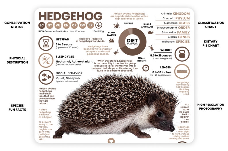 K&ouml;nnte beinhalten: Ein braunes und wei&szlig;es Igel mit einem stacheligen Fell. Der Igel ist in einer Abwehrhaltung zusammengerollt. Die Infografik enth&auml;lt Informationen &uuml;ber die Ern&auml;hrung des Igels, seine Lebensdauer, sein Gewicht, seine L&auml;nge und seine Klassifizierung. Der Text "HEDGEHOG" befindet sich oben in der Infografik.