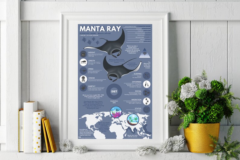 Manta Ray Print | Exotic Animal Infographic Poster Ft. Original Digital