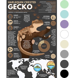 Impresión de geco crestado arlequín / Póster infográfico de animales exóticos con obra de arte digital original [28 x 43 cm]