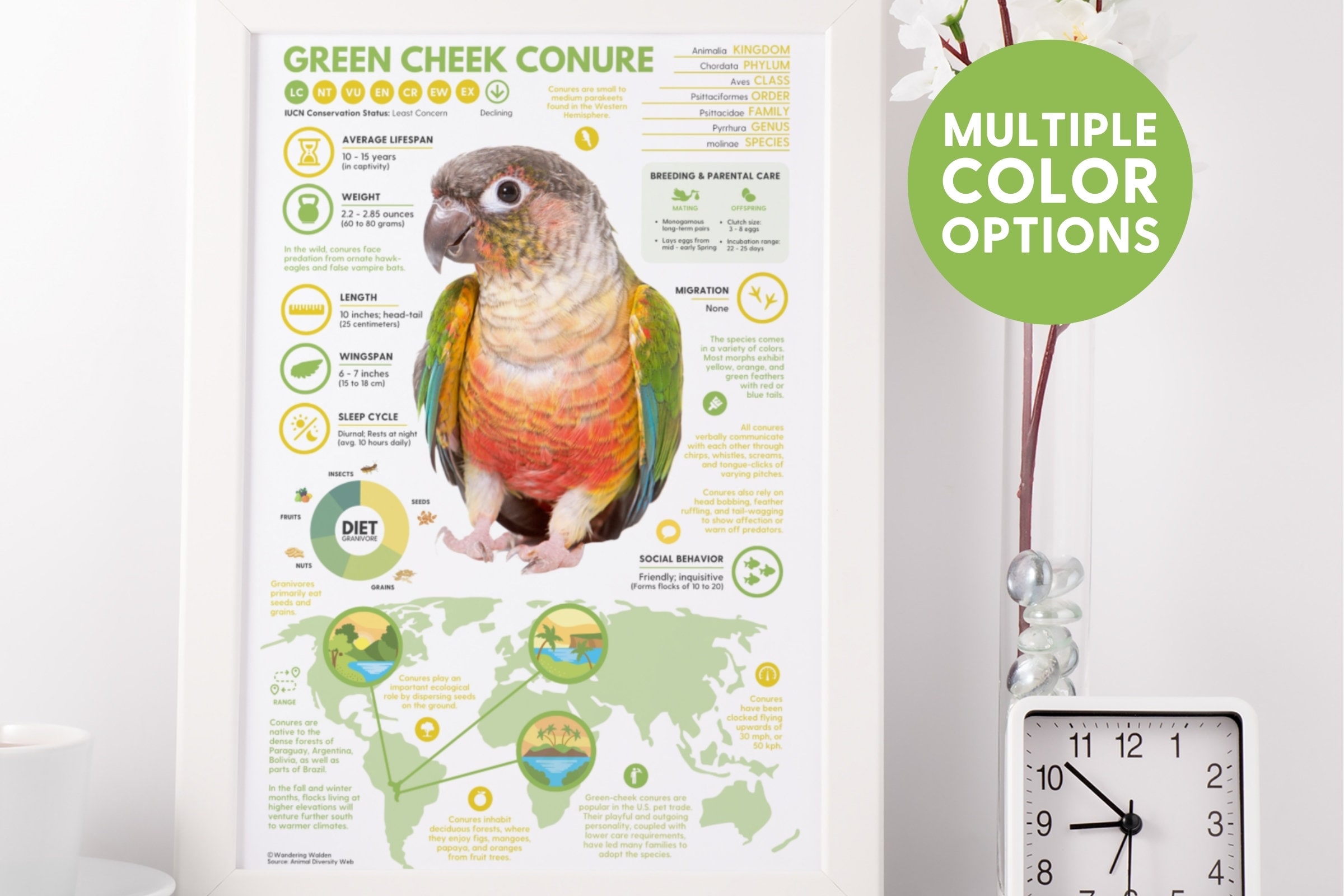 Green Cheek Conure Life Span Of Size