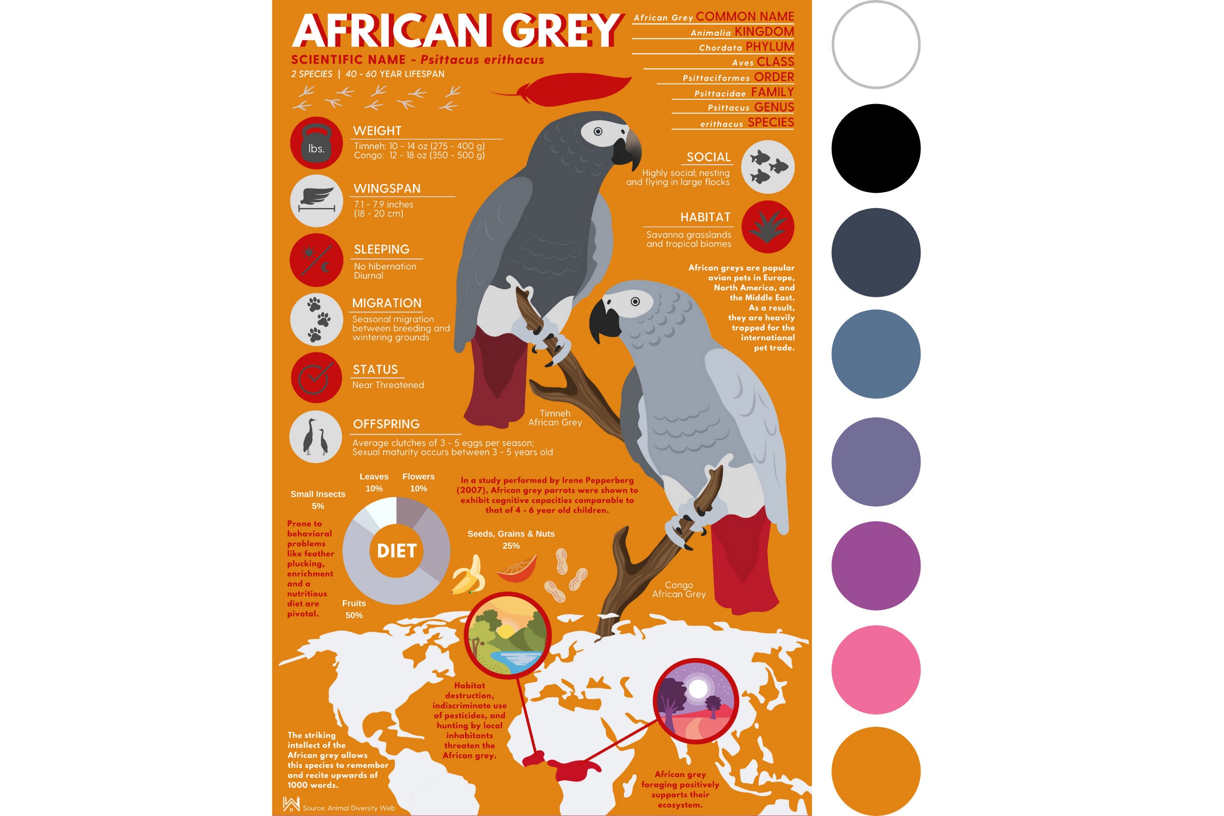 African Grey Parrot Print Exotic Animal Infographic Poster - Etsy Canada African Grey Parrot Print Exotic Animal Infographic Poster - Etsy Canada