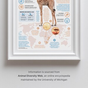 Giraffe Poster | 11" x 17" Animal Infographic Print image 3