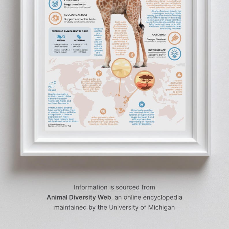 Giraffe Poster | 11" x 17" Animal Infographic Print image 3