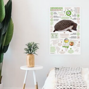 K&ouml;nnte beinhalten: Ein farbenfrohes Infografik-Poster &uuml;ber Igel. Das Poster zeigt ein Foto eines Igels, eine Weltkarte, die zeigt, wo Igel leben, und Fakten &uuml;ber ihre Ern&auml;hrung, ihren Lebensraum und ihr Verhalten. Das Poster ist auf wei&szlig;em Papier mit gr&uuml;nen, braunen und gelben Akzenten gedruckt.