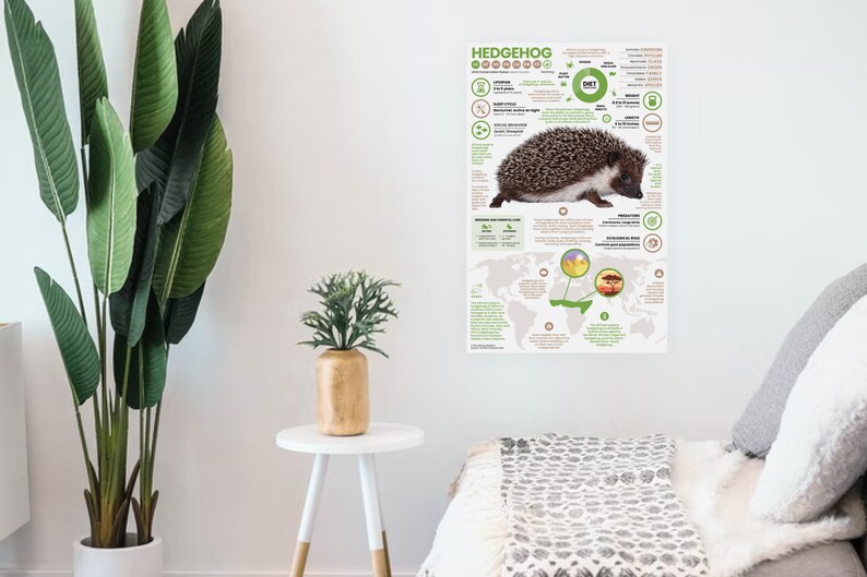 K&ouml;nnte beinhalten: Ein farbenfrohes Infografik-Poster &uuml;ber Igel. Das Poster zeigt ein Foto eines Igels, eine Weltkarte, die zeigt, wo Igel leben, und Fakten &uuml;ber ihre Ern&auml;hrung, ihren Lebensraum und ihr Verhalten. Das Poster ist auf wei&szlig;em Papier mit gr&uuml;nen, braunen und gelben Akzenten gedruckt.