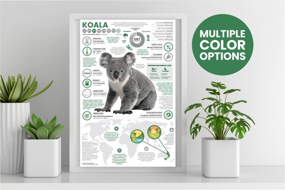 Koala Poster | Animal Infographic | Conservation Education (11