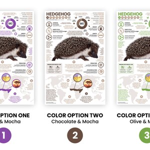 K&ouml;nnte beinhalten: Drei Infografik-Poster &uuml;ber Igel mit verschiedenen Farbschemata: Pflaume und Mokka, Schokolade und Mokka sowie Olive und Mokka. Jedes Poster zeigt eine Igel-Illustration, eine Weltkarte, die die Verbreitung des Tieres zeigt, und einen Kreis mit dem Wort &bdquo;Di&auml;t&ldquo; darin.