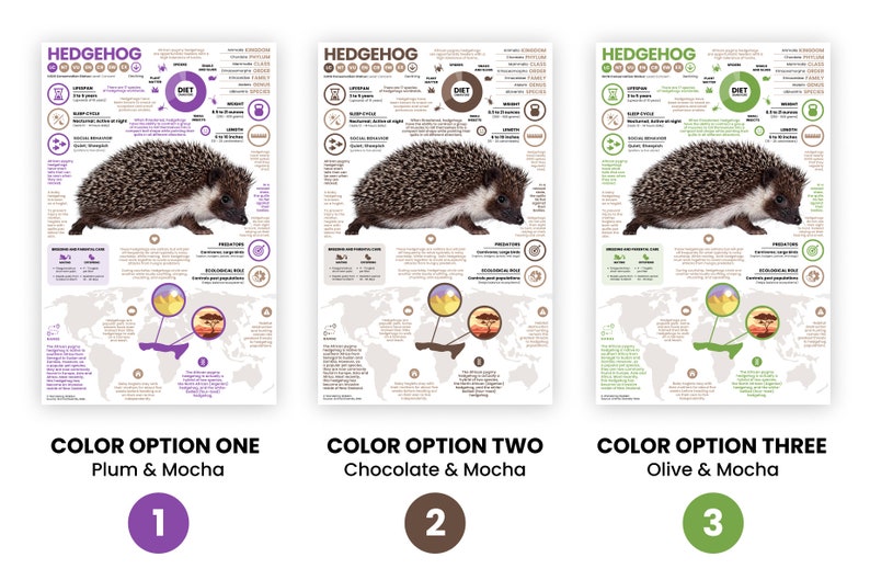 K&ouml;nnte beinhalten: Drei Infografik-Poster &uuml;ber Igel mit verschiedenen Farbschemata: Pflaume und Mokka, Schokolade und Mokka sowie Olive und Mokka. Jedes Poster zeigt eine Igel-Illustration, eine Weltkarte, die die Verbreitung des Tieres zeigt, und einen Kreis mit dem Wort &bdquo;Di&auml;t&ldquo; darin.