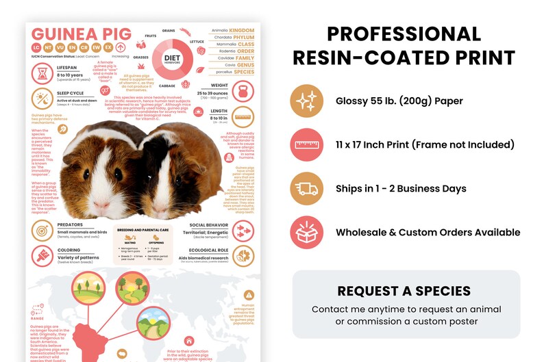 Guinea Pig Poster Animal Infographic Conservation - Etsy
