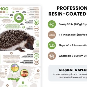 K&ouml;nnte beinhalten: Ein professioneller, gl&auml;nzender, harzbeschichteter Druck eines Igel-Infografik. Der Druck ist 11 x 17 Zoll gro&szlig; und in verschiedenen Gr&ouml;&szlig;en erh&auml;ltlich. Die Infografik enth&auml;lt Informationen &uuml;ber die Lebensdauer des Igels, seine Ern&auml;hrung, seinen Schlafzyklus, sein Sozialverhalten, seine Fressfeinde und seine &ouml;kologische Rolle. Der Druck ist zum Kauf erh&auml;ltlich und wird innerhalb von 1-2 Werktagen versandt.