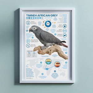Póster de loro gris africano de Timneh / Impresión infográfica de animales de 28 x 43 cm