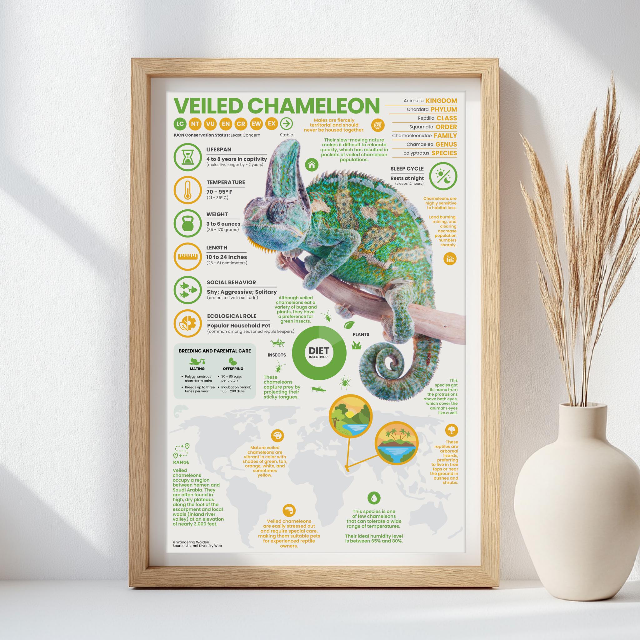 Veiled Chameleon Poster | 11