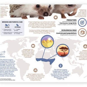 May include: A world map with a highlighted area showing the geographic range of the African pygmy hedgehog. The map also includes illustrations of the hedgehog's habitat, predators, and ecological role. The text describes the hedgehog's breeding and parental care, as well as its popularity as a pet.