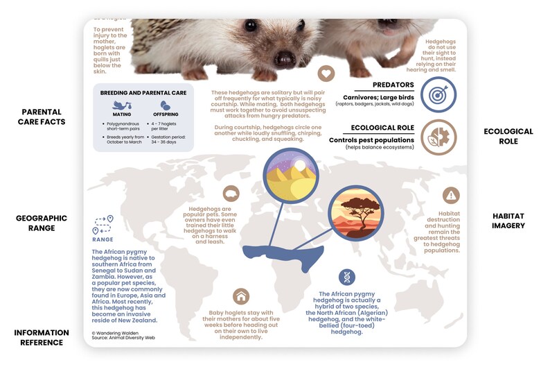May include: A world map with a highlighted area showing the geographic range of the African pygmy hedgehog. The map also includes illustrations of the hedgehog's habitat, predators, and ecological role. The text describes the hedgehog's breeding and parental care, as well as its popularity as a pet.