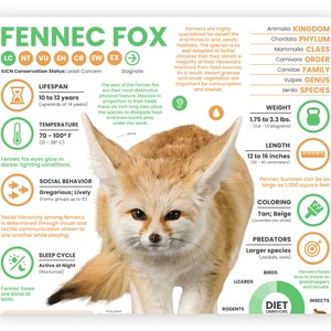 May include: An infographic about the Fennec Fox, a small desert fox with large ears. The infographic includes information about the fox's physical characteristics, habitat, diet, and behavior. It also includes a classification chart and a high-resolution photography section.