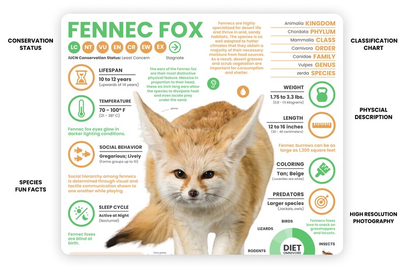 Fennec Fox Poster Wildlife Animal Infographic Conservation Etsy