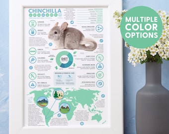 Chinchilla Poster | Wildlife Animal Infographic Print | Conservation Education (11" x 17")