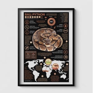 Königspython Poster |  11 "x 17" Tier Infografik Druck
