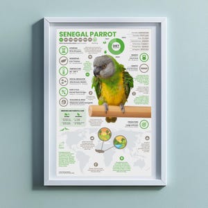 Póster de loro senegalés / Impresión infográfica de 28 x 43 cm