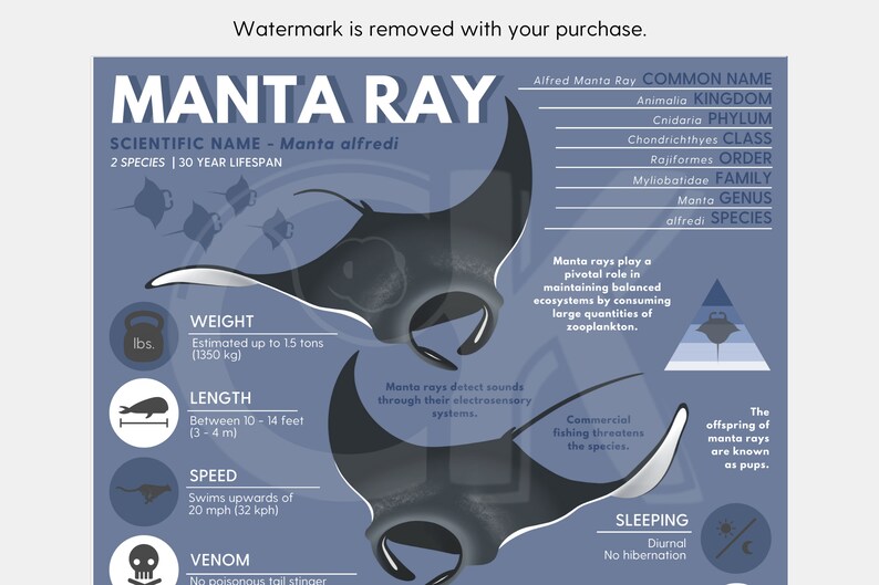 Manta Ray Print | Exotic Animal Infographic Poster Ft. Original Digital