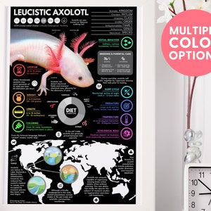 Póster de ajolote leucístico / Impresión infográfica de animales salvajes / Educación para la conservación (28 x 43 cm)