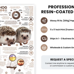 May include: A professional, glossy, resin-coated print of a hedgehog infographic. The print is 11 x 17 inches and is available for purchase. The infographic includes information about the hedgehog's lifespan, sleep cycle, social behavior, diet, weight, length, predators, and ecological role. The print is available in a variety of sizes and can be customized.