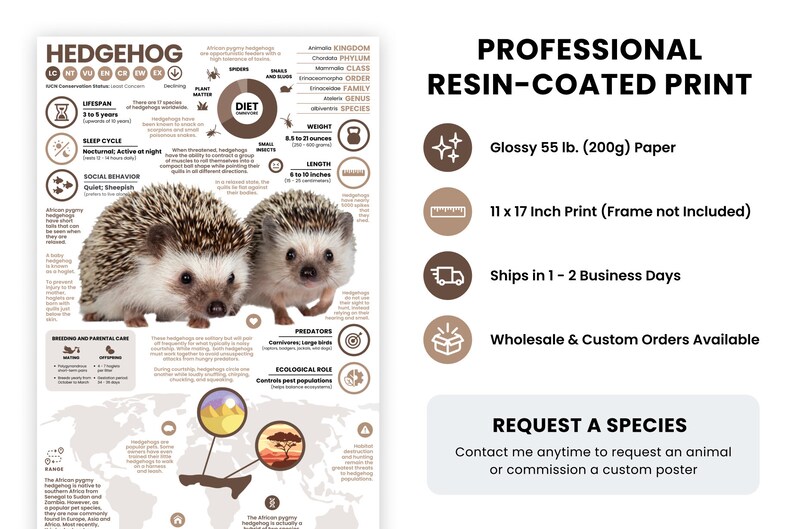 May include: A professional, glossy, resin-coated print of a hedgehog infographic. The print is 11 x 17 inches and is available for purchase. The infographic includes information about the hedgehog's lifespan, sleep cycle, social behavior, diet, weight, length, predators, and ecological role. The print is available in a variety of sizes and can be customized.