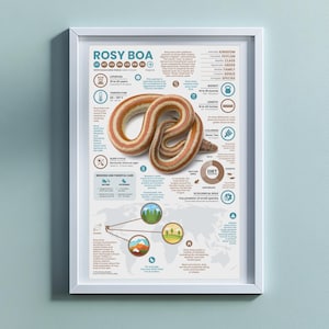 Póster de serpiente boa rosada / Impresión infográfica de animales de 28 x 43 cm