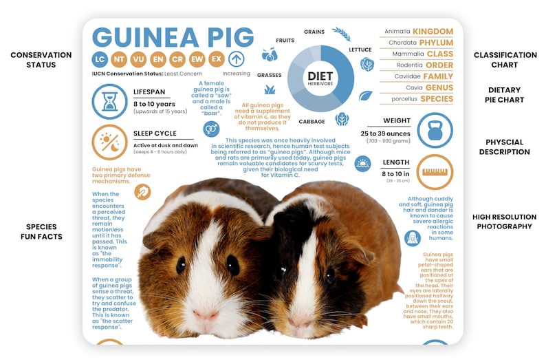 Guinea Pig Poster Animal Infographic Conservation - Etsy