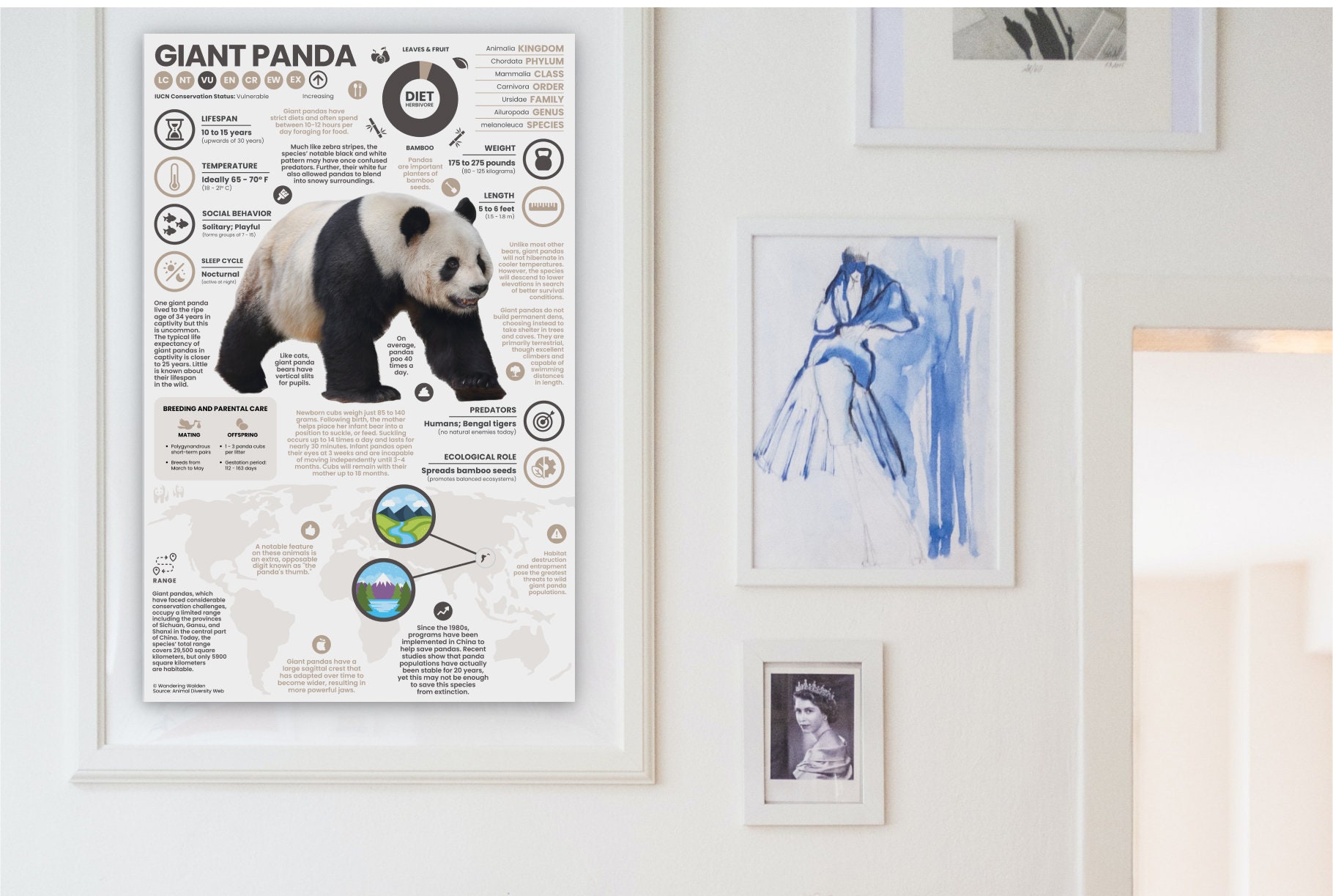 Giant Panda Poster | Wildlife Animal Infographic | Conservation
