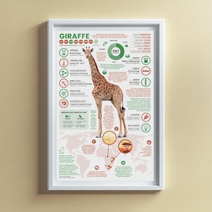Giraffe Poster | 11" x 17" Animal Infographic Print image 5