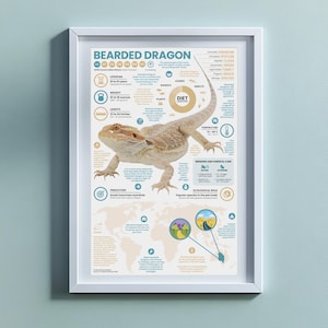 Bearded Dragon Poster |  11" x 17" Animal Infographic Print