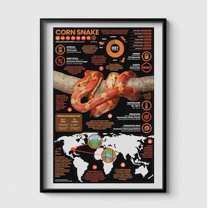 Corn Snake Poster  |  11&quot; x 17&quot; Animal Infographic Print